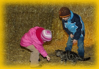 Katze im Stroh gl