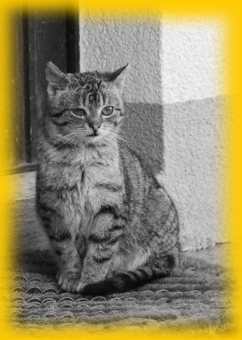 Tiger - Jenni und Lily`s Liebling